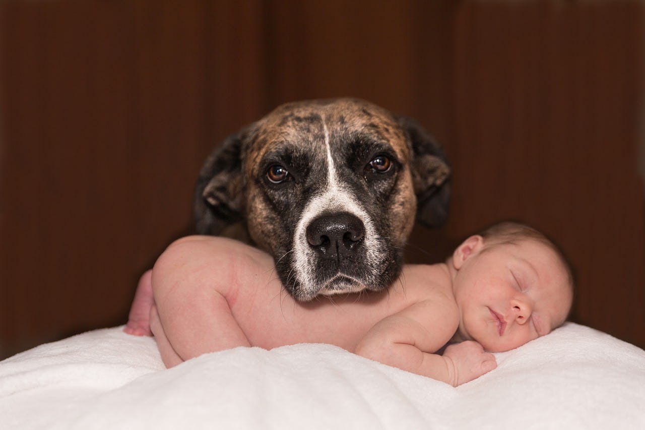 Here's Why You Shouldn't Let Your Dog Lick Your Baby's Mouth, According