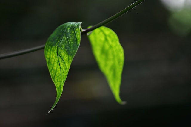 plants harmful household products