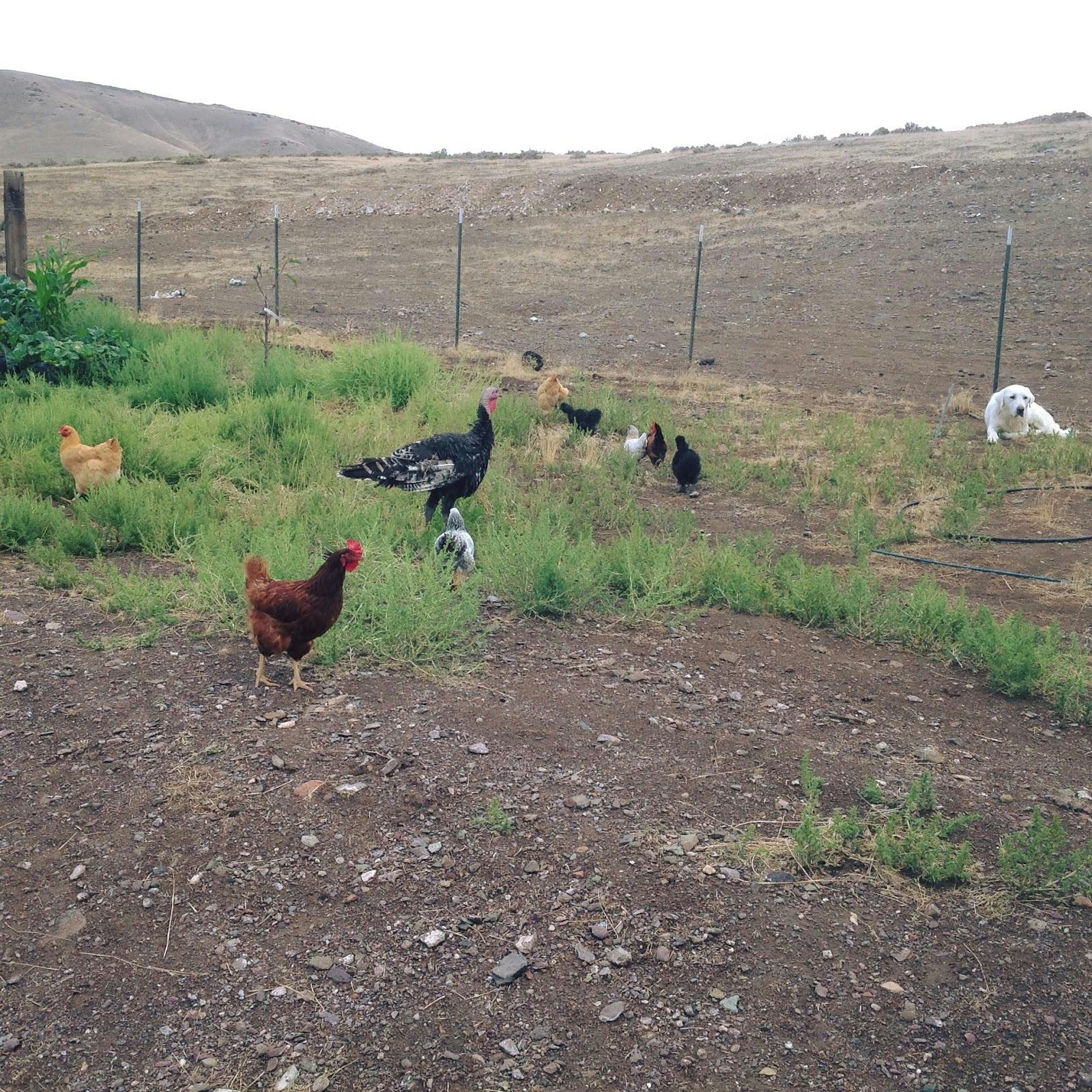 I'm Raising My Kids Off The Grid &amp; This Is What It's Like