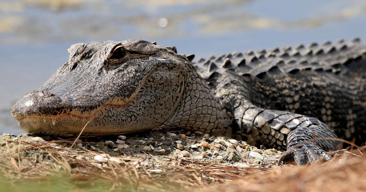 Where Do Alligators Live? They're Basically Everywhere In Florida