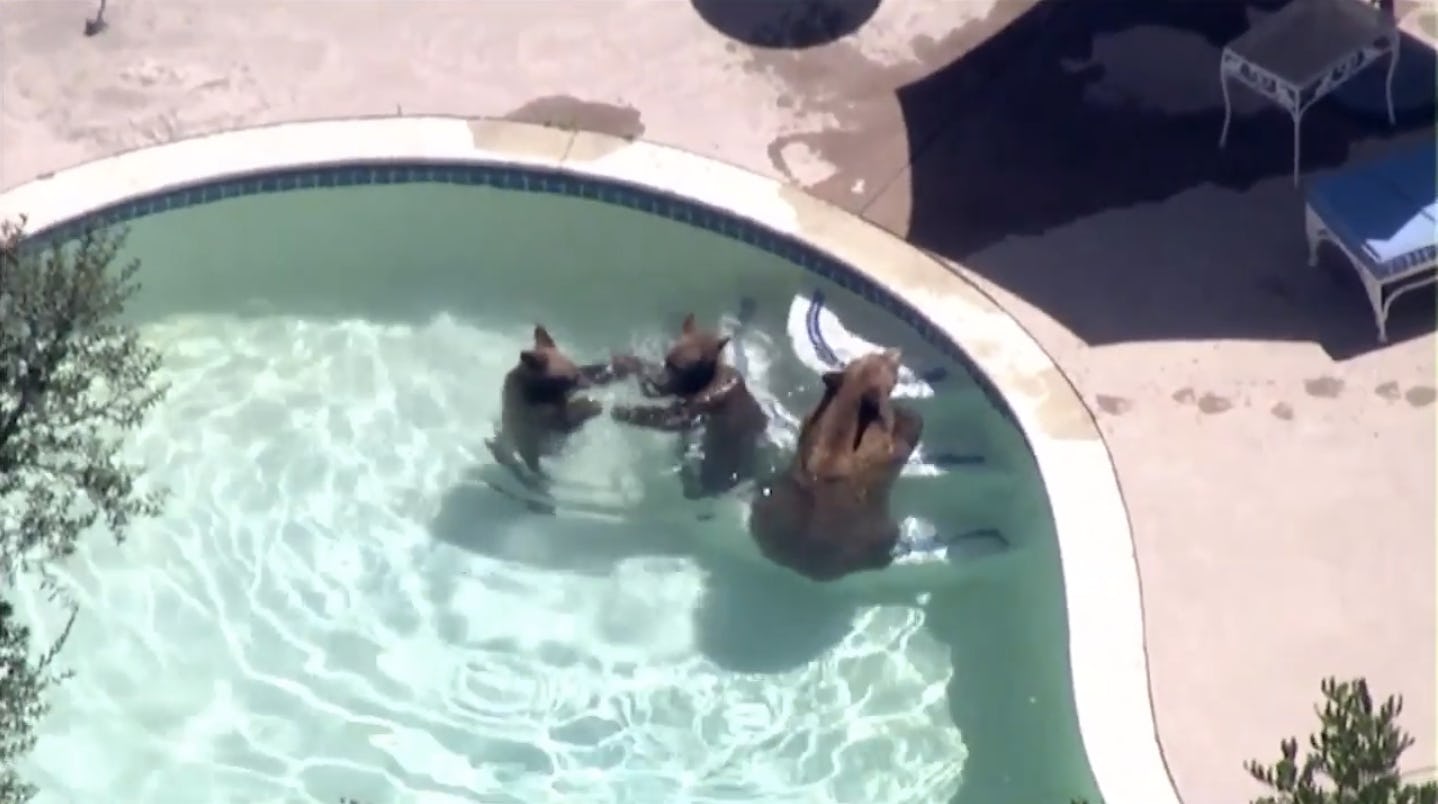 Bears dumpster dive in Pasadena, dog chases them