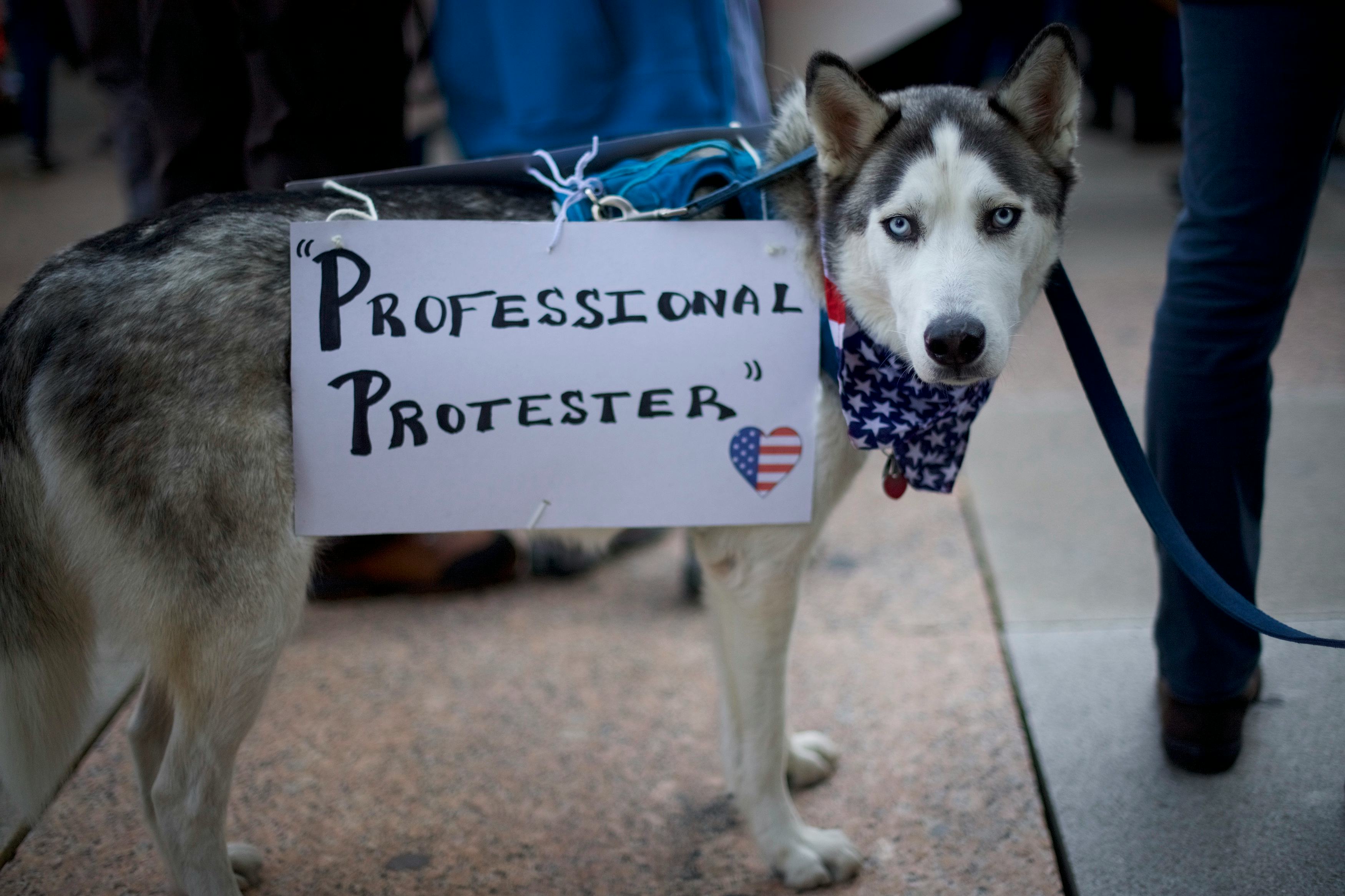 Image result for animals holding protest signs from women's march