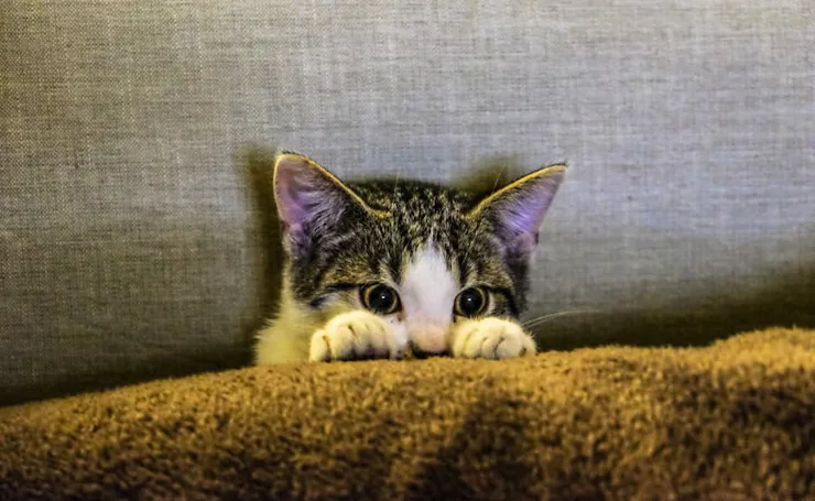 Why Are Salt Lamps Bad For Cats? You Should Be Super Careful If ...