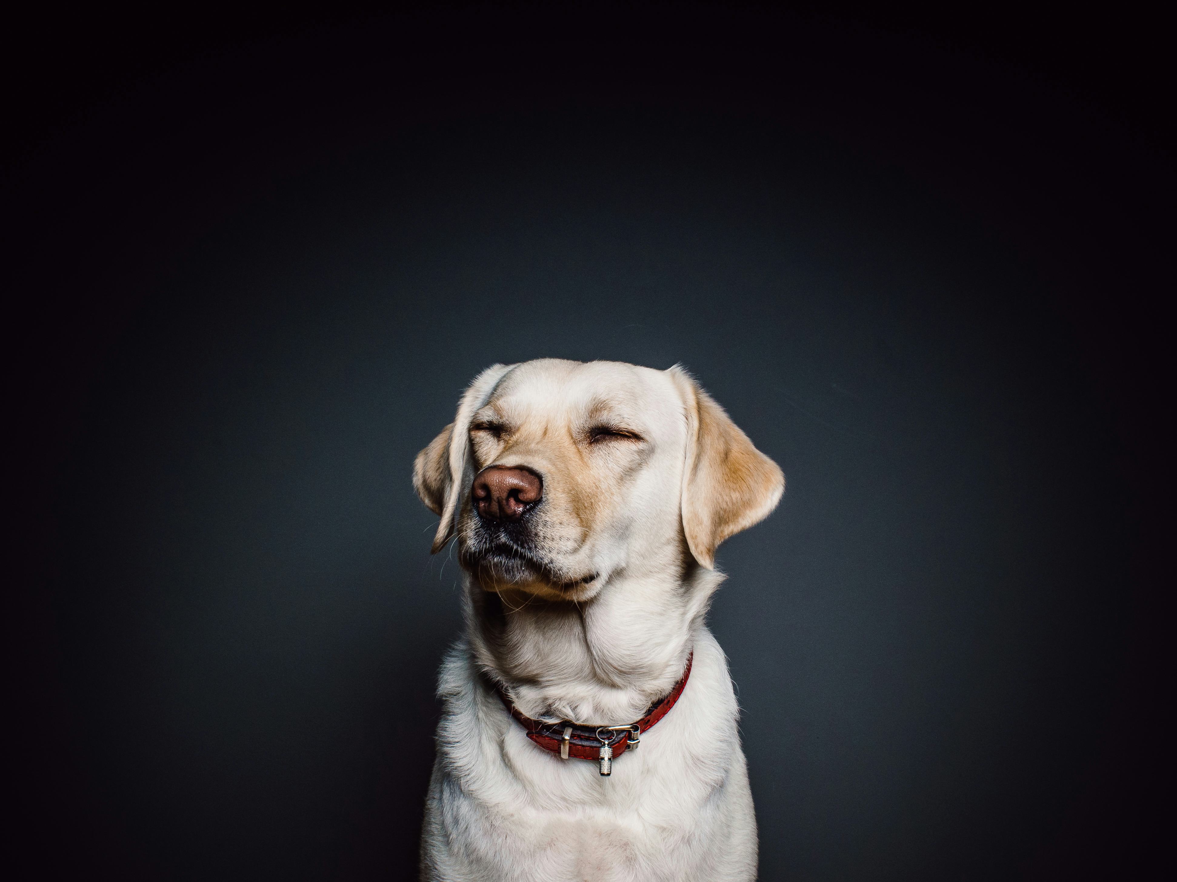 Your Dog Is Judging You for Being a Jerk