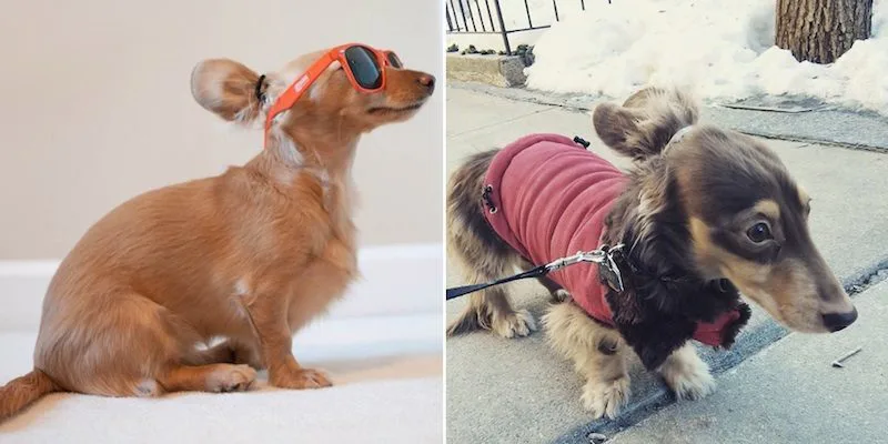 Forget Man Buns, Because Dog Buns Are Everything Right Now 