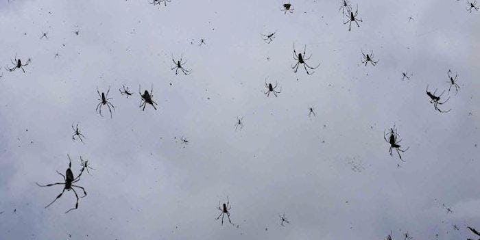 Yep, It Was Literally Raining Spiders And Spider s In Australia (Photos)