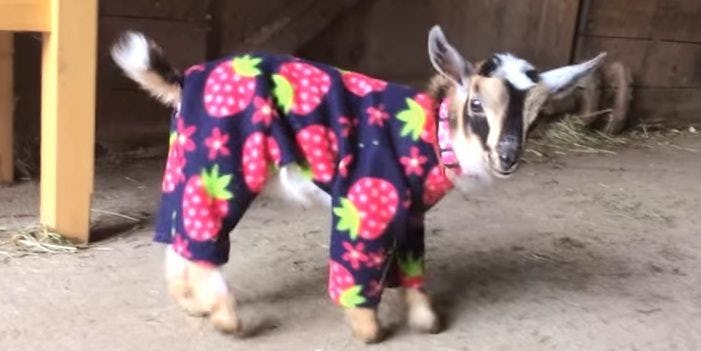 Baby Goats Wearing Pajamas Are The Cutest Things You'll See All Day (Video)