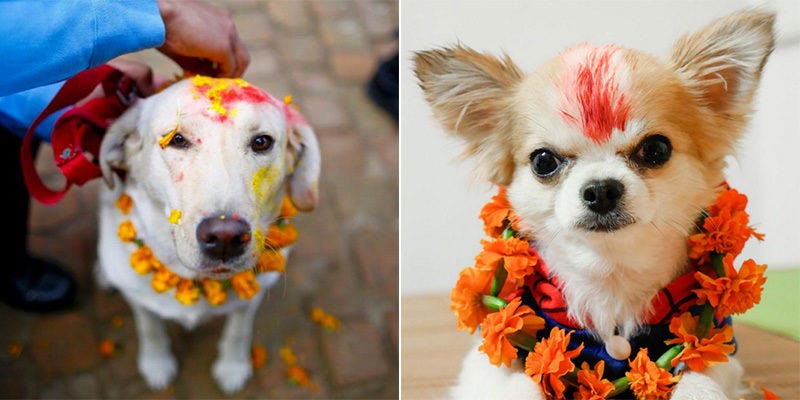 This Festival In Nepal Is Dedicated To Celebrating Our Adorable Pet