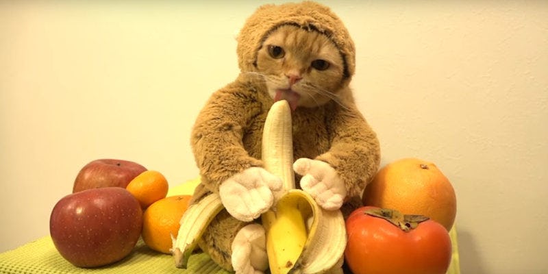 This Cat Licking A Banana In A Monkey Suit Will Turn Your Entire Week
