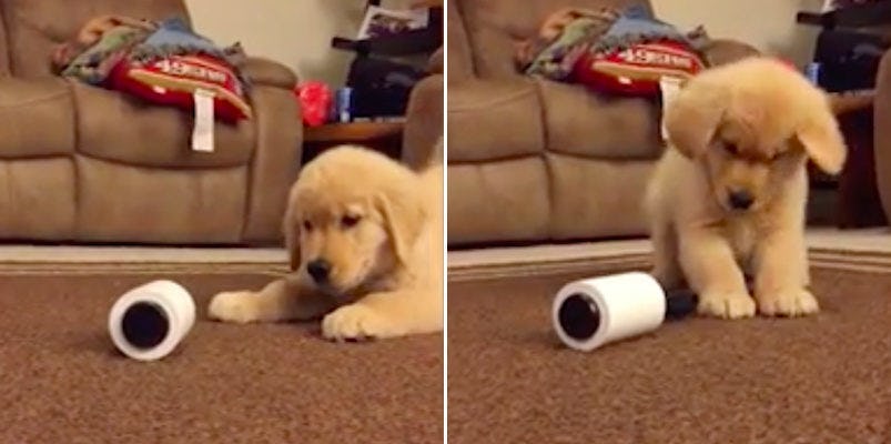 This Puppy Fighting With A Lint Roller Is The Cutest Thing You'll See Today
