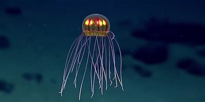 Scientists Just Discovered A New Jellyfish And It Looks Totally Unreal
