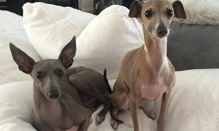 Kylie Jenner's Dogs Clearly Have A Lot On Their Minds In ... Kylie Jenner's Dogs Clearly Have A Lot On Their Minds In ... - 748 x 448 jpeg 49kB