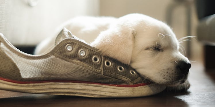 Dogs Dream About Their Owners And The Internet Is Sobbing