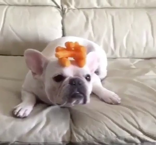 This Dog Did The Mannequin Challenge While Eating Cheetos