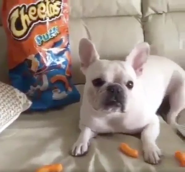 This Dog Did The Mannequin Challenge While Eating Cheetos