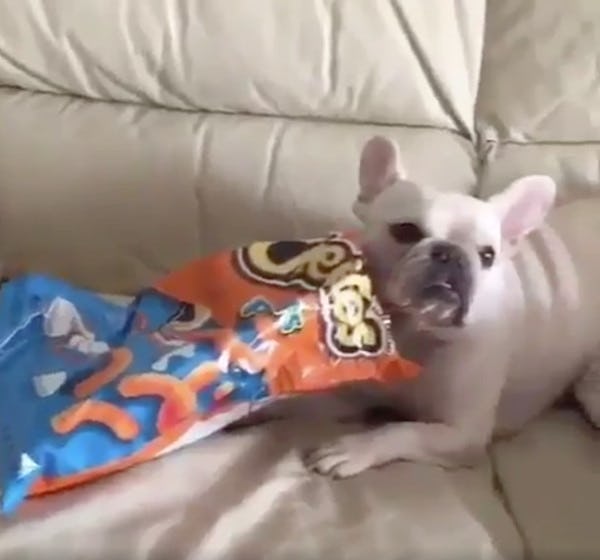 mannequin dog challenge mannequin dog challenge