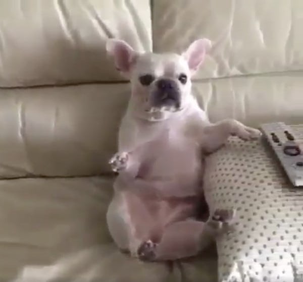 This Dog Did The Mannequin Challenge While Eating Cheetos