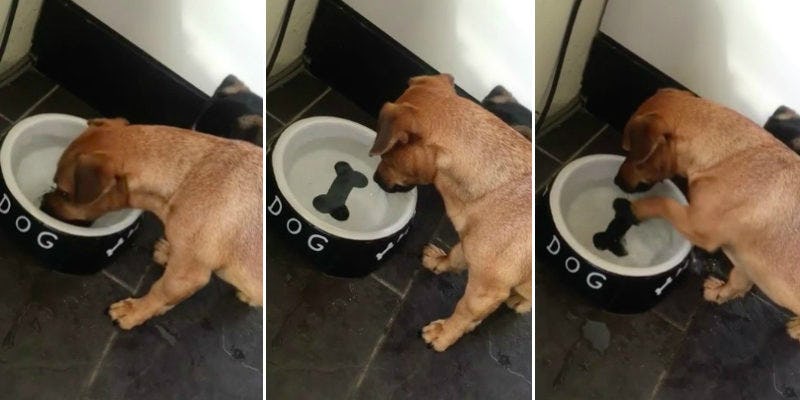 Dog Tries To Eat Painting Of A Bone On His Bowl