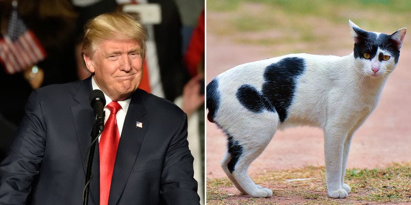 Donald Trump Follows Cute Cats On Twitter, Gets Purrfect Reactions