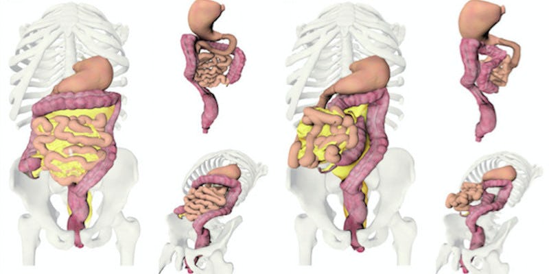 Scientists Discover New Organ Called The Mesentery