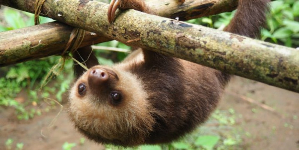 You Can Now Have A Sleepover With Sloths