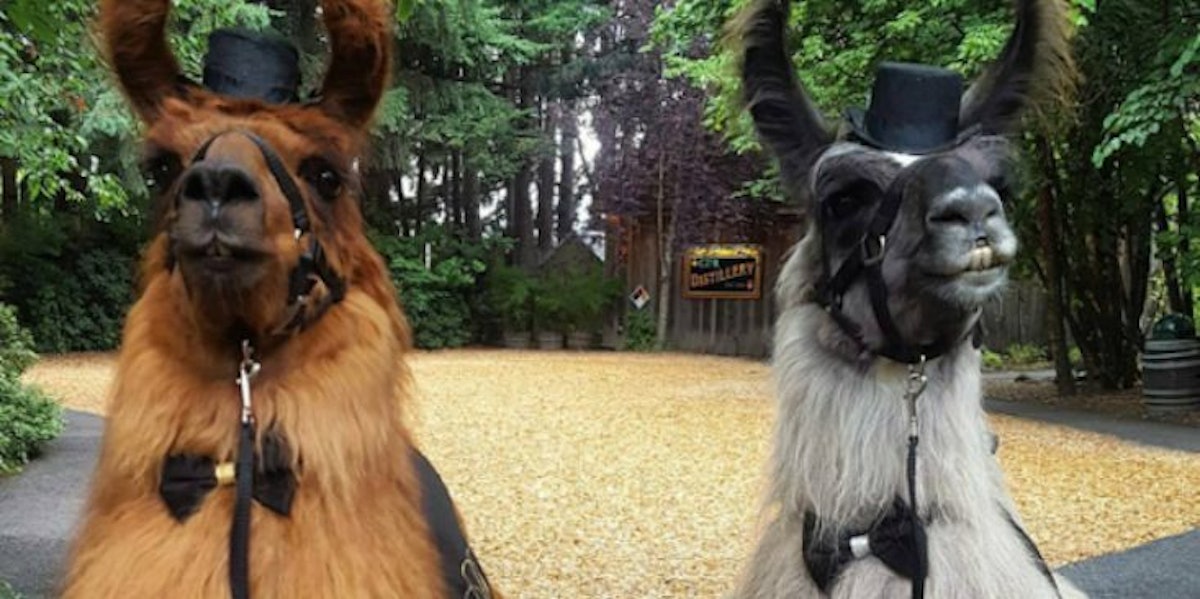 Service Allows You To Rent Llamas To Attend Your Wedding - 1200 x 630 jpeg 145kB