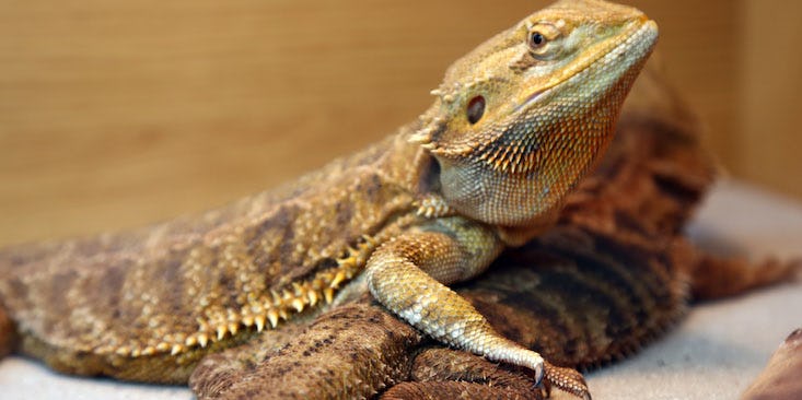 Picture Of Lizards Cuddling In Bed Goals Viral, They Are Relationship Goals