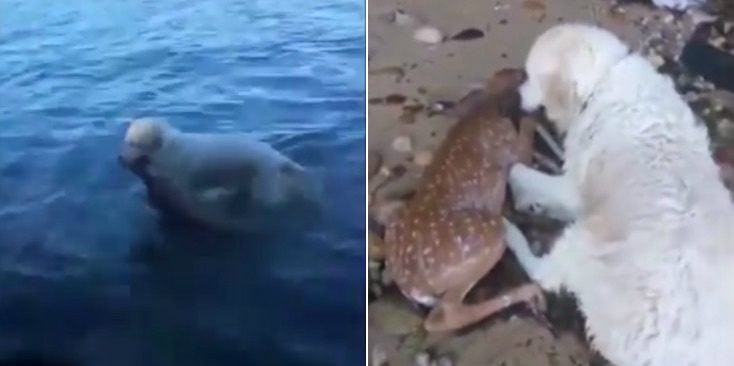 Video Of Dog Saving Deer From Drowning Is Making Twitter So Proud