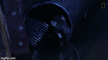 How Rats Wriggle Up Toilets, Demonstrated By One Harrowingly ... How Rats Wriggle Up Toilets, Demonstrated By One Harrowingly ...