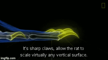 How Rats Wriggle Up Toilets, Demonstrated By One Harrowingly ... How Rats Wriggle Up Toilets, Demonstrated By One Harrowingly ...
