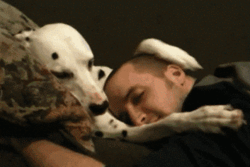 Dog Knot Gif 7 Dog Knot Gif 7