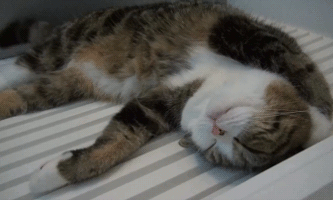 Résultat de recherche d'images pour "cat sleep nightmare gif"