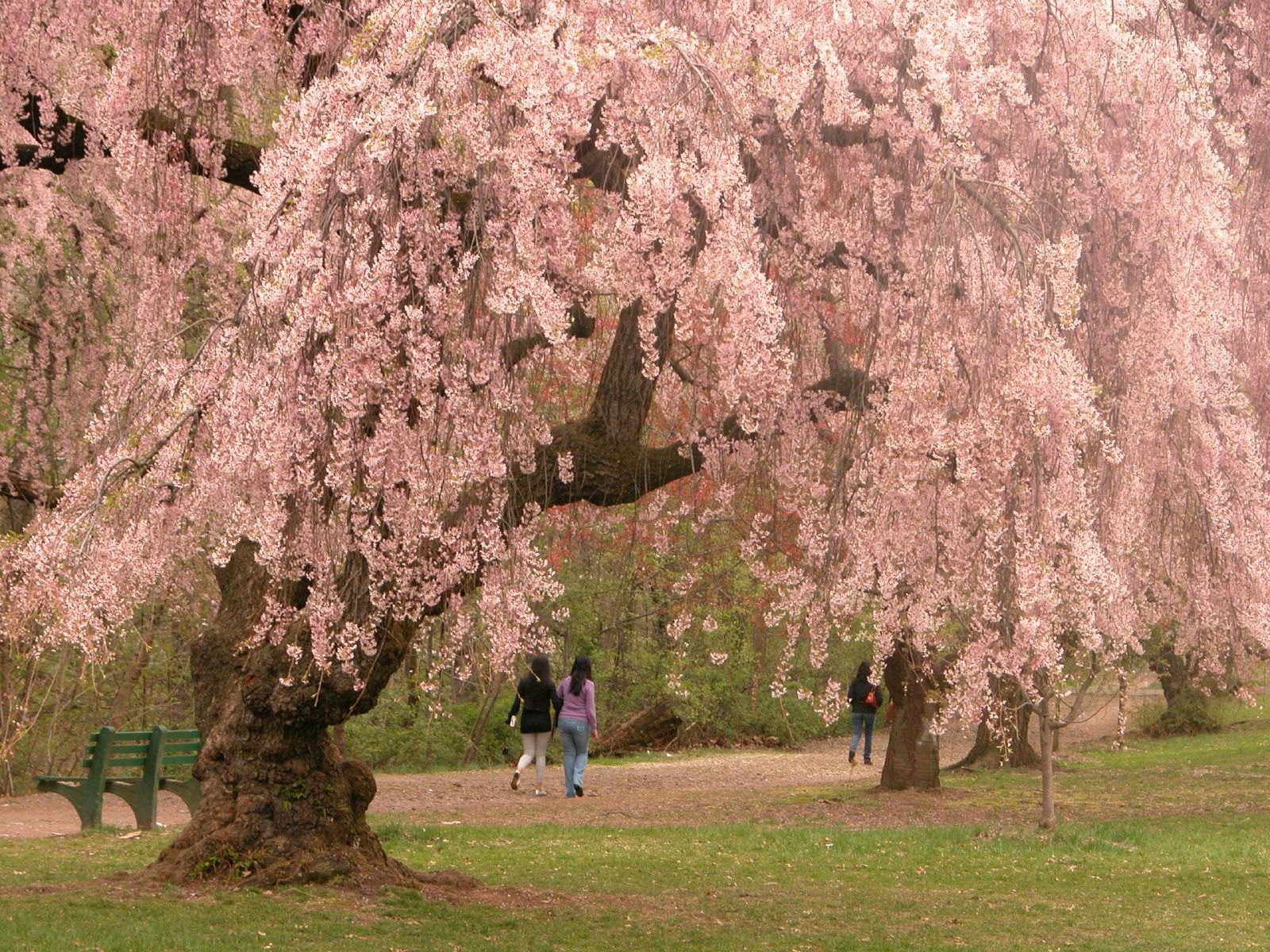 Image result for cherry blossoms in america