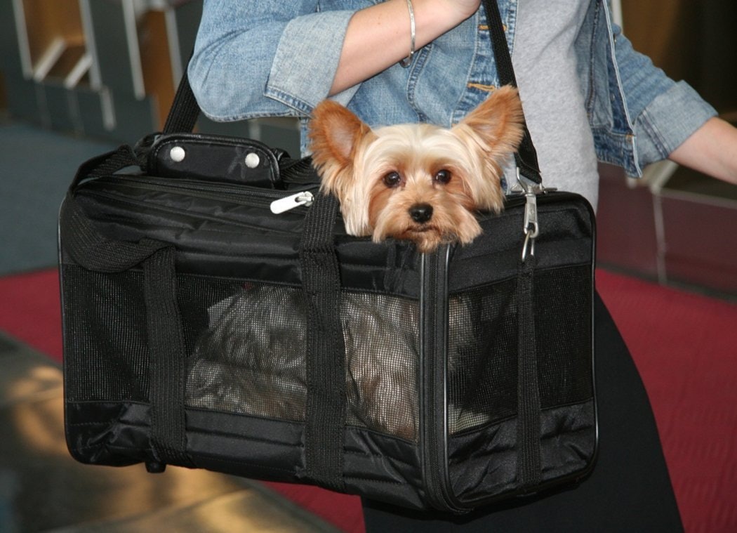 Flying With Your Dog In Cabin Everything You Need To Know Before