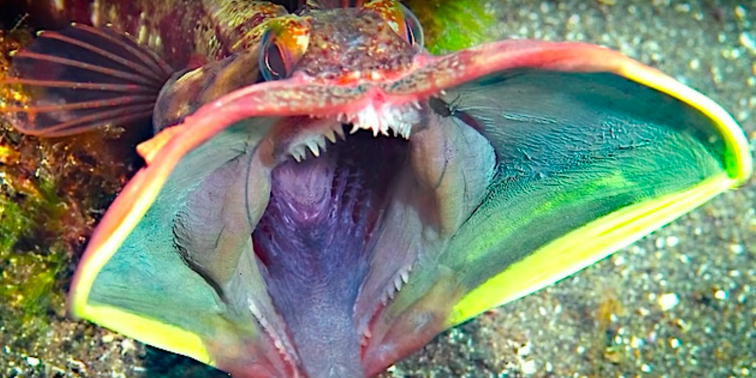 15 Terrifying Things In The Ocean Because Jaws Has Nothing On