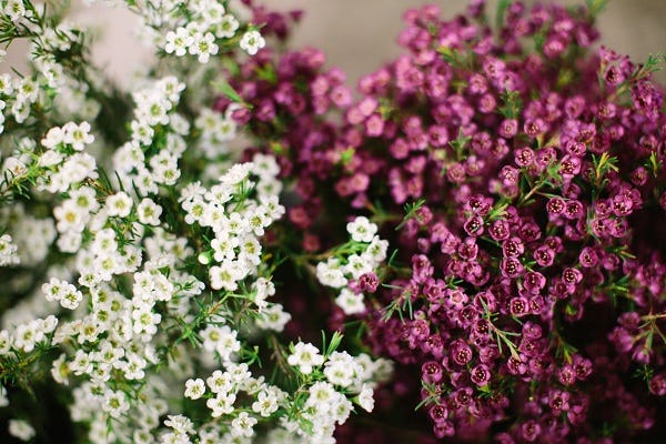 16 Inexpensive Wedding Flowers That Still Look Beautiful For S 16 Inexpensive Wedding Flowers That Still Look Beautiful For S On A Budget