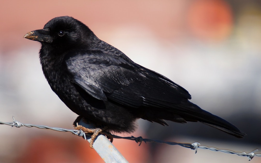 What Does A Tattoo Of A Crow Mean? The History Of The Symbol Is Pretty