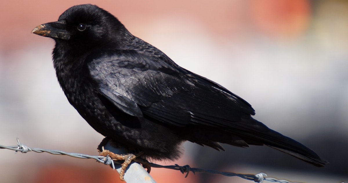 What Does A Tattoo Of A Crow Mean? The History Of The Symbol Is Pretty