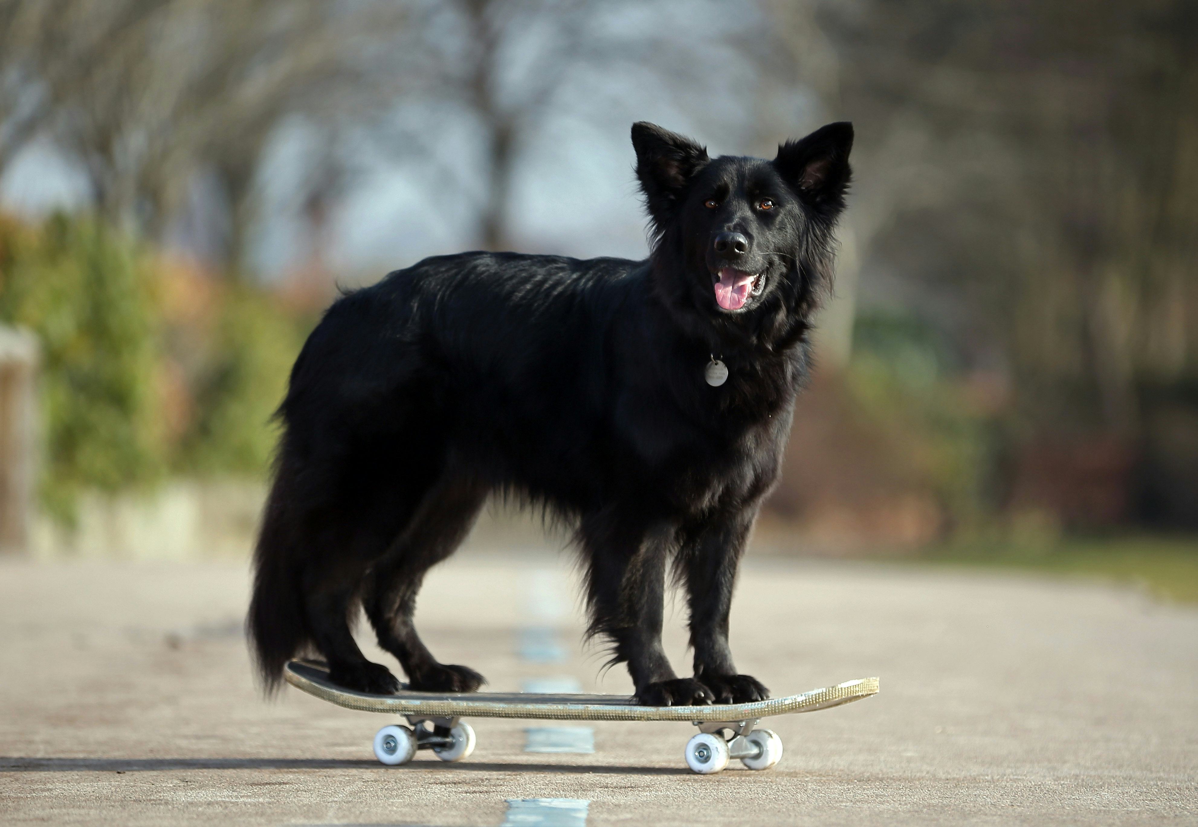 belgian shepherd or border collie dog trainer dai aoki has taught his dogs to do yoga and yes that belgian shepherd or border collie dog trainer dai aoki has taught his dogs to do yoga and yes that