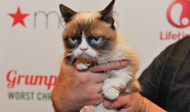 biggest house cat in the world 2014 how to make your cat internet famous in 8 - Smallest Cat In The World Guinness 2014 biggest house cat in the world 2014 how to make your cat internet famous in 8 - Smallest Cat In The World Guinness 2014