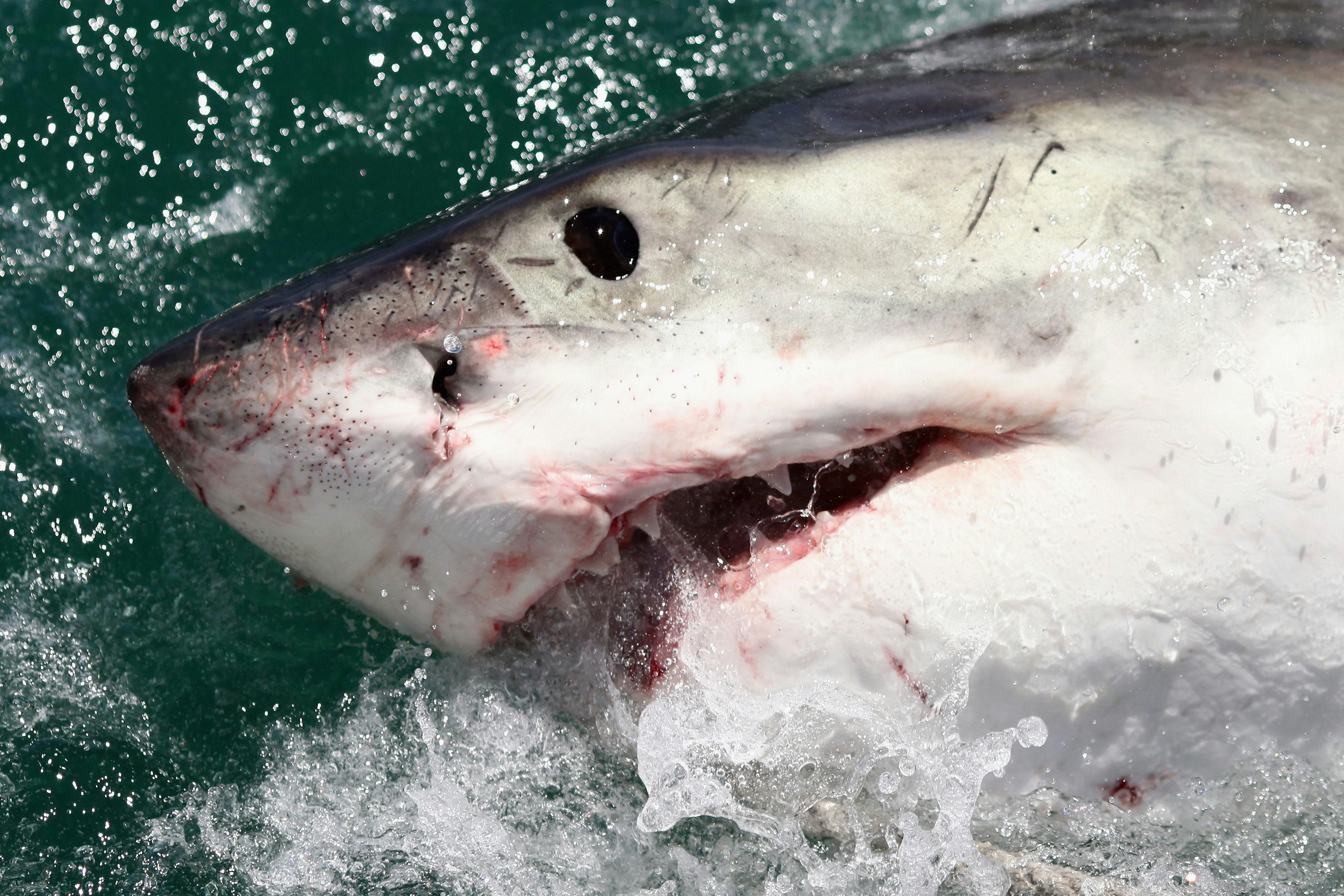 What Do Baby Great White Shark Pups Look Like? 'Shark Week ...