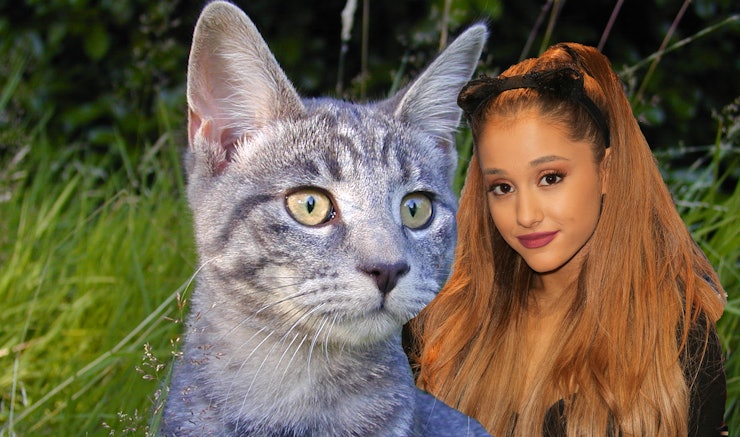Ariana Grande S Voice Cat Annoying Ariana Grande S Voice Cat Annoying