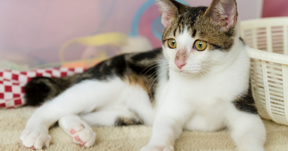 Meow Parlor Cat Cafe Is Coming to New York Repeat Mewo Meow Parlor Cat Cafe Is Coming to New York Repeat Mewo