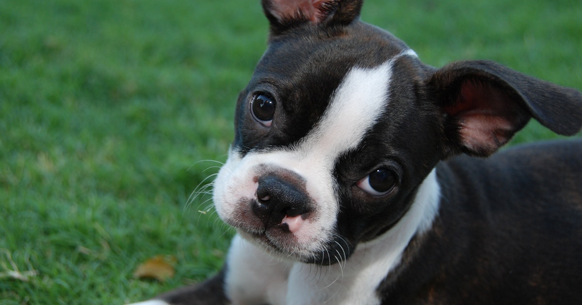 Happy National Love Your Pet Day 11 Quotes For Animal