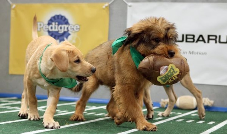 animal planet puppy bowl adoptions can you adopt the puppy bowl puppies animal planet s annual event supports an animal planet puppy bowl adoptions can you adopt the puppy bowl puppies animal planet s annual event supports an