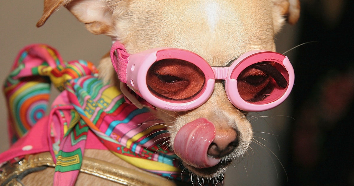 can dogs get stds um you can get this std can dogs get stds um you can get this std