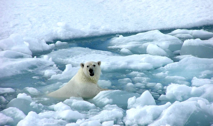 Google Throws Lavish Fundraiser For Climate Change Denier google-throws-lavish-fundraiser-for-climate-change-denier