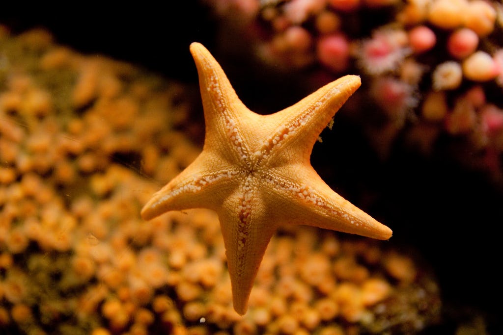 Horrific New Disease Causes Starfish To Rip Off Own Arms, Legs