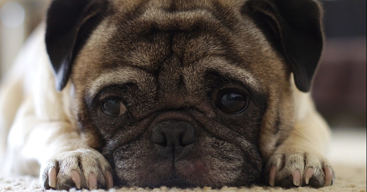 Are Any Breeds Of Dogs Better Than Others Are Any Breeds Of Dogs Better Than Others