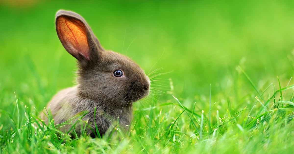 What Does The Rabbit Duck Illusion Mean? How You View It Might Reveal ...